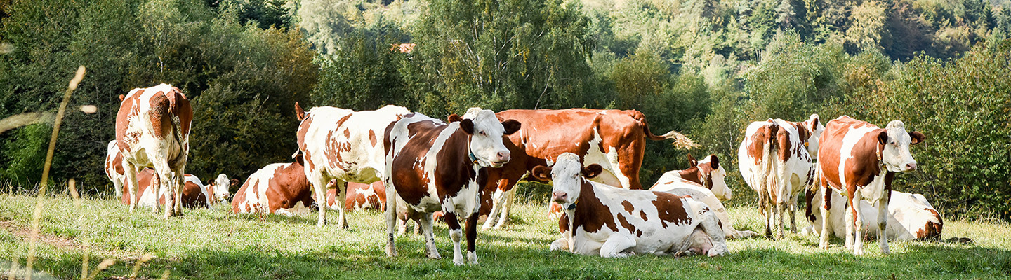 Image de l'entete de la page Cow