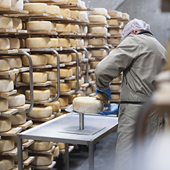 Sélection de fromages de chèvre et brebis