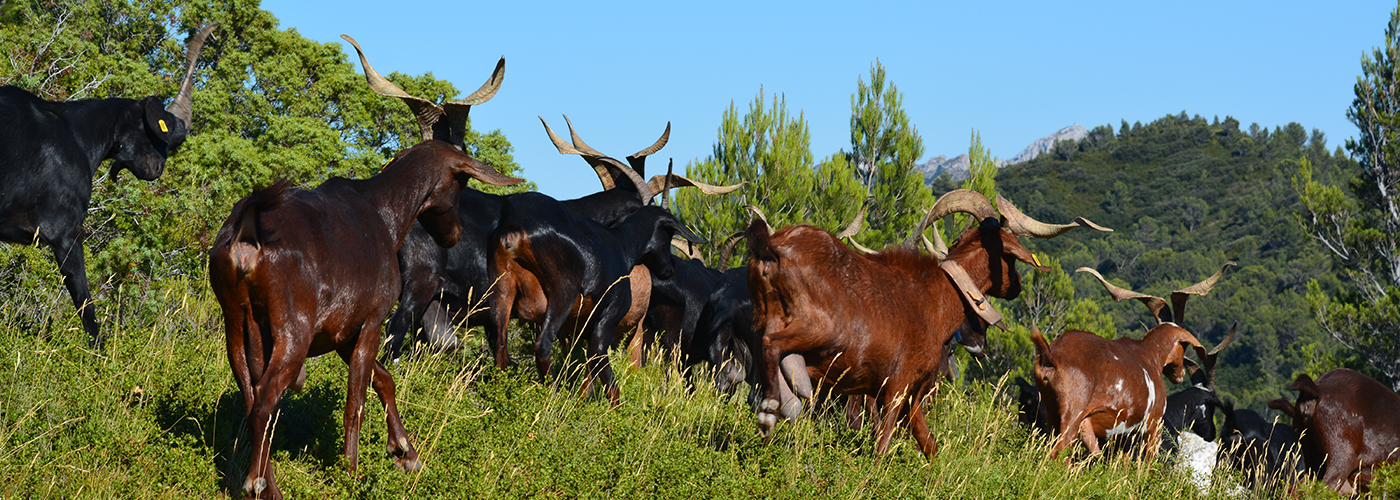 La saison des chèvres est ouverte