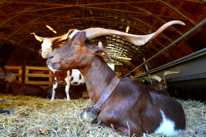 Goat Cheeses: Complete Guide